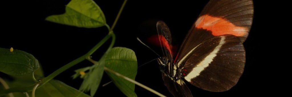 Joe Hanly On The Frontier: Evolutionary Genomics · AGI at GWU